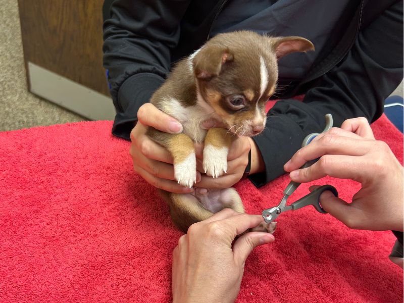 Book An Appointment Illiana Veterinary Hospital