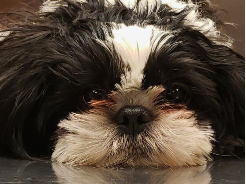 Veterinary Resources for your Pet