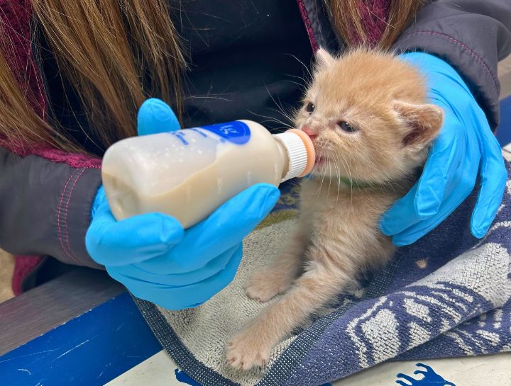 Puppy & Kitten Care 